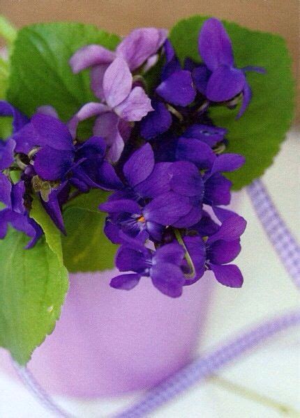 Violets Flowers In A Purple Pot Fleurs Carte Postale Photo Carte
