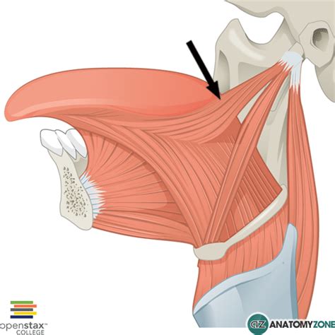 Styloglossus Muscle • Muscular, Musculoskeletal • AnatomyZone