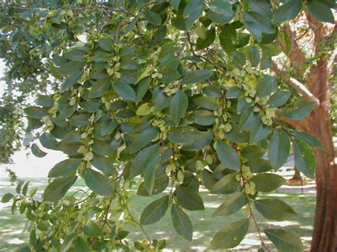 Maybe you would like to learn more about one of these? Lacebark Elm