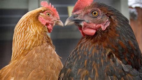 Eco Tip Eggtivists Advocate For Raising Chickens At Home