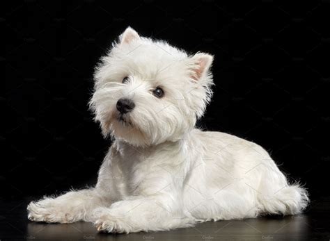 West Highland White Terrier Dog Featuring White Terrier And Highland