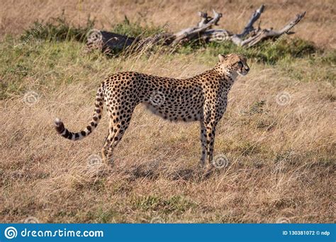 Cheetah Standing In Profile On Grassy Plain Stock Photo Image Of