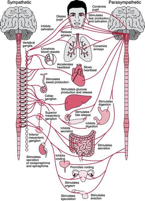 Here is a diagram that you can refer to, while you read about the human nervous system function and parts. Communicating with your Nervous System | RAHUL-SAMRAT | Autonomic nervous system, Nervous system ...