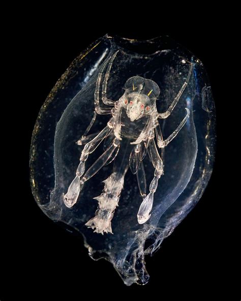 The Beauty Of Plankton In Pictures Beautiful Sea Creatures Deep