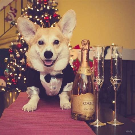 Dogs Who Are So Ready To Celebrate New Years Eve Modern Dog Magazine