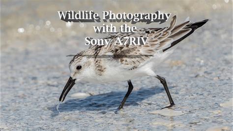 Wildlife Photography With The Sony A7riv Youtube