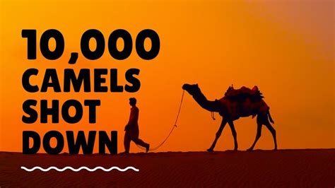 10 000 camels shot down in australia youtube