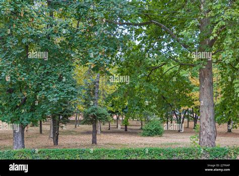 Large Green Wood Area Park In Indjija Town Vojvodina Stock Photo Alamy
