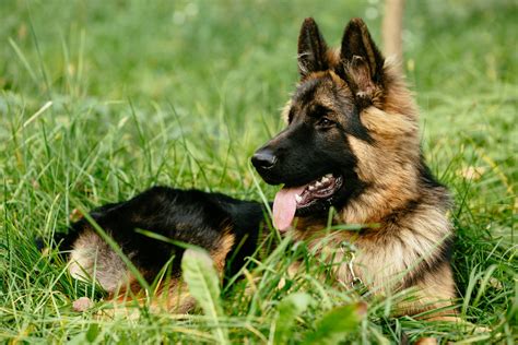 5 Types Of German Shepherd Breeds Which Is Right For You