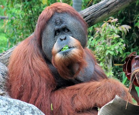 Life With Dylan Endangered Species Monday Orangutan