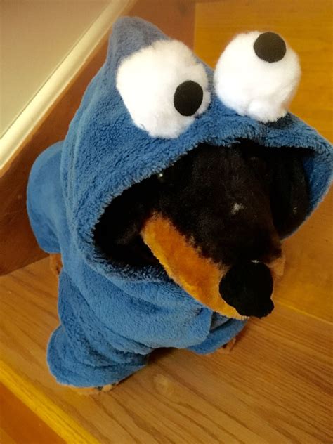 Choose from contactless same day delivery, drive up and more. cookie monster puppy outfit | Niedlich