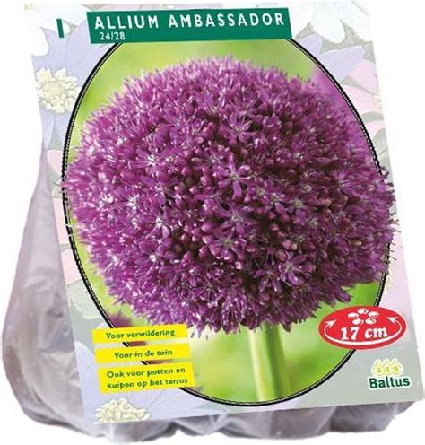 Allium Sierui Bloembollen Ambassador Purple X Stuks Bol Com