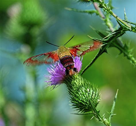 Clearwing Hummingbird Moth Photograph By Ronda Ryan Pixels