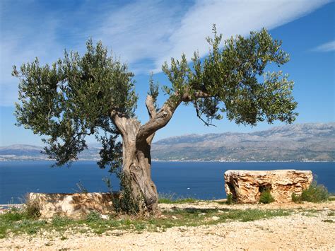 L25 28 How Pauls Olive Tree Metaphor Explains How Gentiles Are Saved