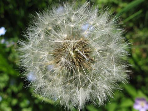 1600 x 1067 jpeg 143 кб. Free Images : nature, grass, white, dandelion, flower ...