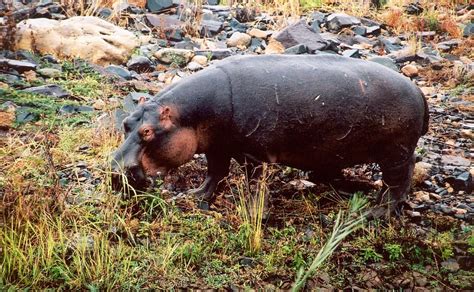 Hroch Obojživelný Hippopotamus Amphibius Afrikaonlinecz