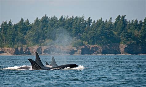 Best Places To See Orcas In The Wild