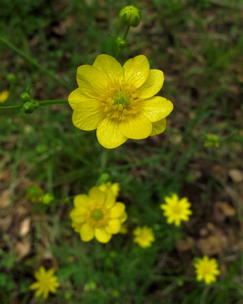 California Buttercup Wildflowers Of Bouverie Preserve Of Acr