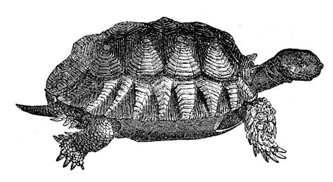 11 Turtle Illustrations Turtle Skeleton Clipart The