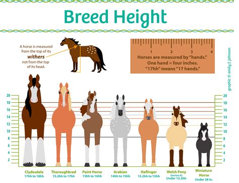 Horse Breed Sizes Horses Horse Breeds Horse Facts
