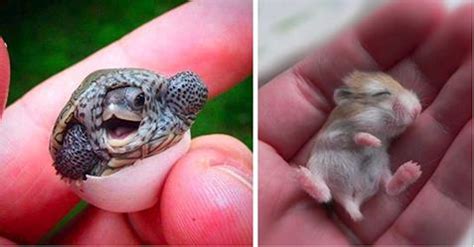 15 Baby Animals That Shouldnt Be Allowed To Be This Cute