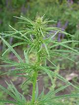 Male Marijuana Seeds Images