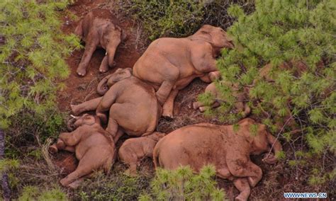 China S Migrating Elephant Herd Continues To Wander In Southwest