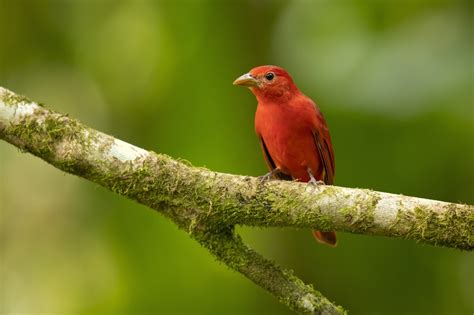 140 Things That Are Red In Nature Color Meanings