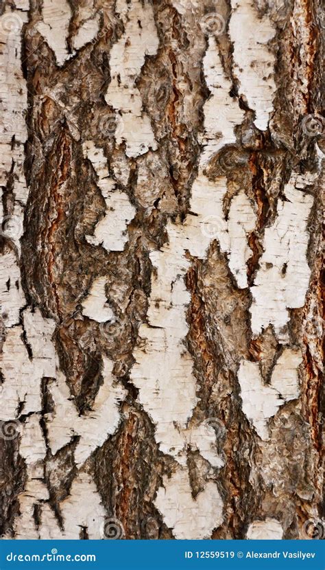 Bark Of A Birch Stock Image Image Of Rough Natural 12559519
