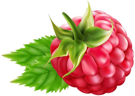 Library Of Svg Freeuse Raspberry Png Files Clipart Art 2019