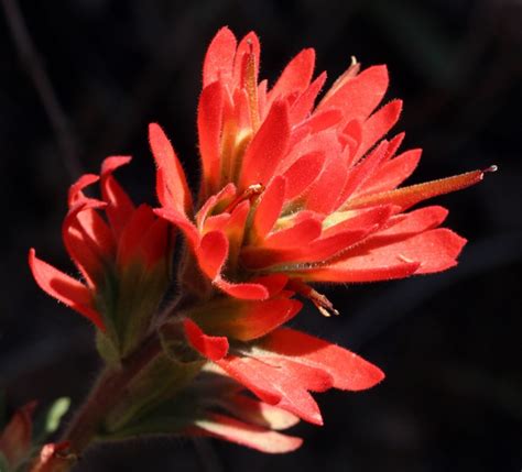 25 Of The Most Beautiful Wildflowers In California By R Philip