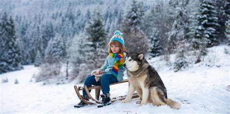 Funny Boy Having Fun With A Sleigh In Winter Cute Children Playing