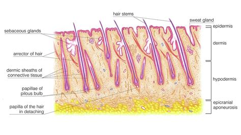 Longitudinal Section Of The Scalp Photograph By Asklepios Medical Atlas