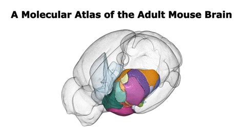 A Molecular Atlas Of The Adult Mouse Brain Youtube