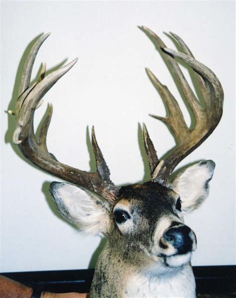 A Close Up Of A Deers Head With Antlers On The Wall Behind It