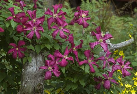 Clematis Wilt A Common Fungal Disease