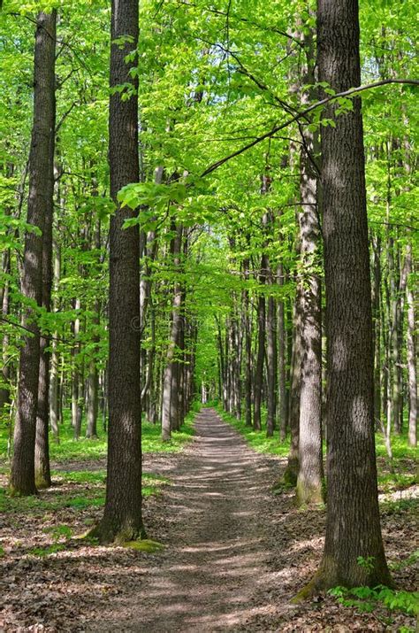 Slender Trees In Young Forest Green In Summer Stock Image Image Of