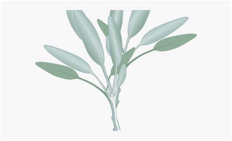 Transparent Eucalyptus Leaves Png Sage Herb Clip Art