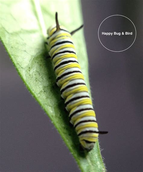 Larva Of Monarch Butterfly（danaus Plexippus） 10mm Vii 9 2018 Monarch