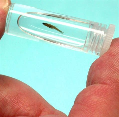 The Smallest Fish In The World Ibloogi