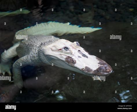 Leucistic, white alligator, Alligator mississippiensis, at the Audubon Aquarium of the Americas ...