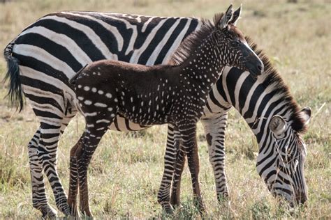 Zebras can be tamed, but they're not domesticated like horses or even donkeys. A Zebra with Dots Instead of Stripes?