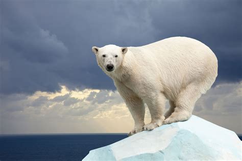 Ogroženi Polarni Medvedi Do Sredine Stoletja Naj Bi Jih Bilo Za