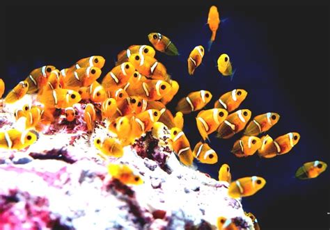 Amphiprioninae Baby Clown Fish