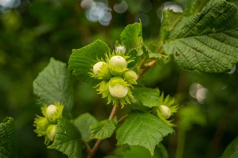 Hazelnut Tree Plant Care Growing Tips Horticulture Co Uk