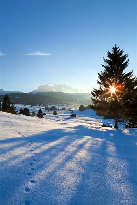 Winter Sunset Over Snowy Meadows And Forest Stock Photo Image Of