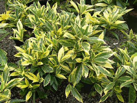 10 Best Small Evergreen Shrubs Flowering And Foliage