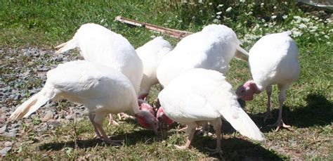 Breed Savers Beltsville Small White Turkeys