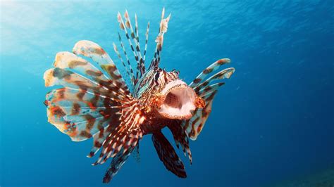 Interesting Facts About Red Lionfish Unique Fish Photo