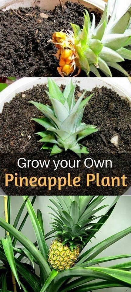 How To Grow Your Own Pineapple Plant Organicgardening